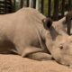 Sudan the last male northern white rhino is dead - Conjour Editorial - Rhinoceros - Conservation - Ol Pejeta Conservancy - Feature