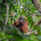 Sumatra - A Fragile Ecosystem - Part I - Jason Savage - Conjour Wildlife Photography Feature - Feature Image - Orangutan - 1