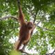 Sumatra - A Fragile Ecosystem - Part II - Conjour Wildlife Photography Feature - Jason Savage - Indonesia - Feature