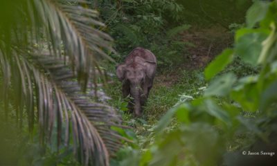 Sumatran elephant - Conjour - 0