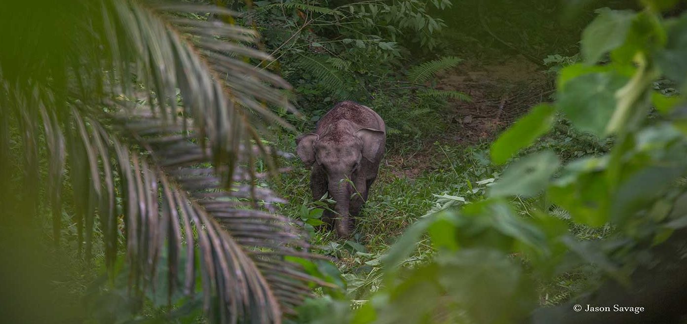 Sumatran-elephant-Conjour-2