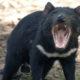 Tasmanian Devil - Large - Conjour Conservation Report