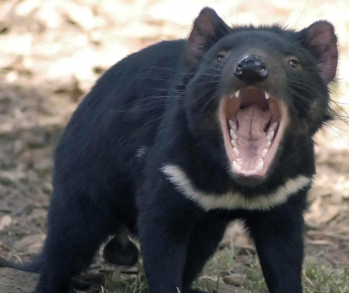 Tasmanian Devil - Large - Conjour Conservation Report