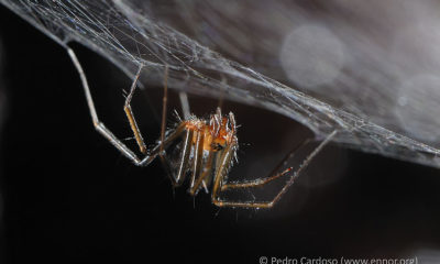 Terceira Island Spider Conjour Conservation Report Turinyphia cavernicola Wunderlich II