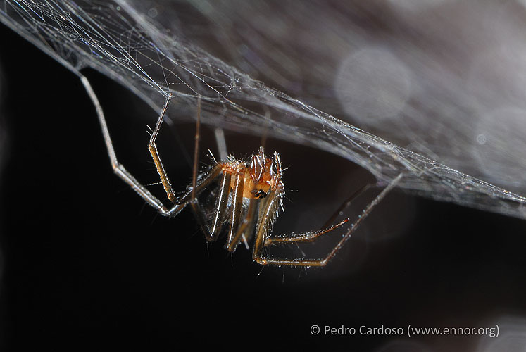 Terceira Island Spider Conjour Conservation Report Turinyphia cavernicola Wunderlich II
