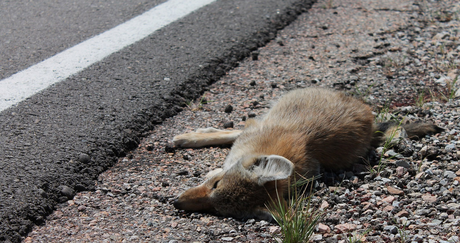 The Impact of Roads on Wildlife - Habitat Fragmentation - Conjour Editorial