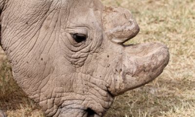 The Last Northern White Rhino Conjour Wildlife Photography Feature II