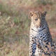 Leopard Photography - the leopard named bwana - alice-peretie-2012-conjour-wildlife-photography-v