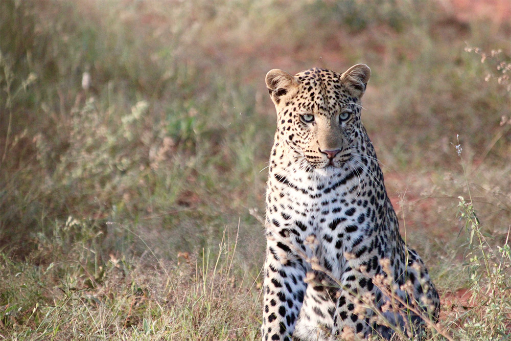 Leopard Photography - the leopard named bwana - alice-peretie-2012-conjour-wildlife-photography-v