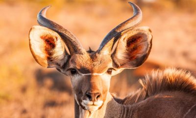 The Power of Nature - Jessica Murray - Conjour Wildlife Photography Feature - Lesser Kudu Feature