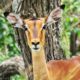 Those Fences We Built - Gareth Potts - Conjour Wildlife Photography Feature - 0 - Impala