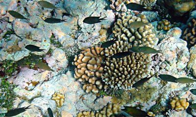 Tropical Corals Suffering From Warmer Seas - Conjour Editorial - Feature Image - Coral Reef with Fish