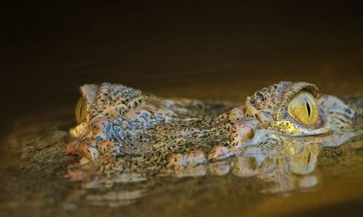 visual celebration Borneo's wildlife Conjour wildlife photography crocodile