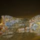 visual celebration Borneo's wildlife Conjour wildlife photography crocodile