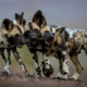 WPY19 - Conjour - Wild Dogs - Bence Mate