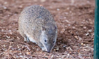 Warrawong Sanctuary to Reopen - Bandicoot - Conjour Editorial - 1