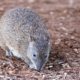 Warrawong Sanctuary to Reopen - Bandicoot - Conjour Editorial - 1