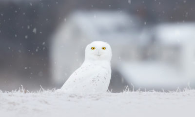 White Ghost of the North - Brittany Crossman Photography - Snowy Owl - Conjour Wildlife Photography Feature - Conservation Journal - Feature