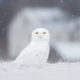 White Ghost of the North - Brittany Crossman Photography - Snowy Owl - Conjour Wildlife Photography Feature - Conservation Journal - Feature