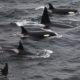 Why Orcas Need Your Help This May - Killer Whales - UK - Sea Watch Foundation - Conjour Conservation Journal Editorial - Feature