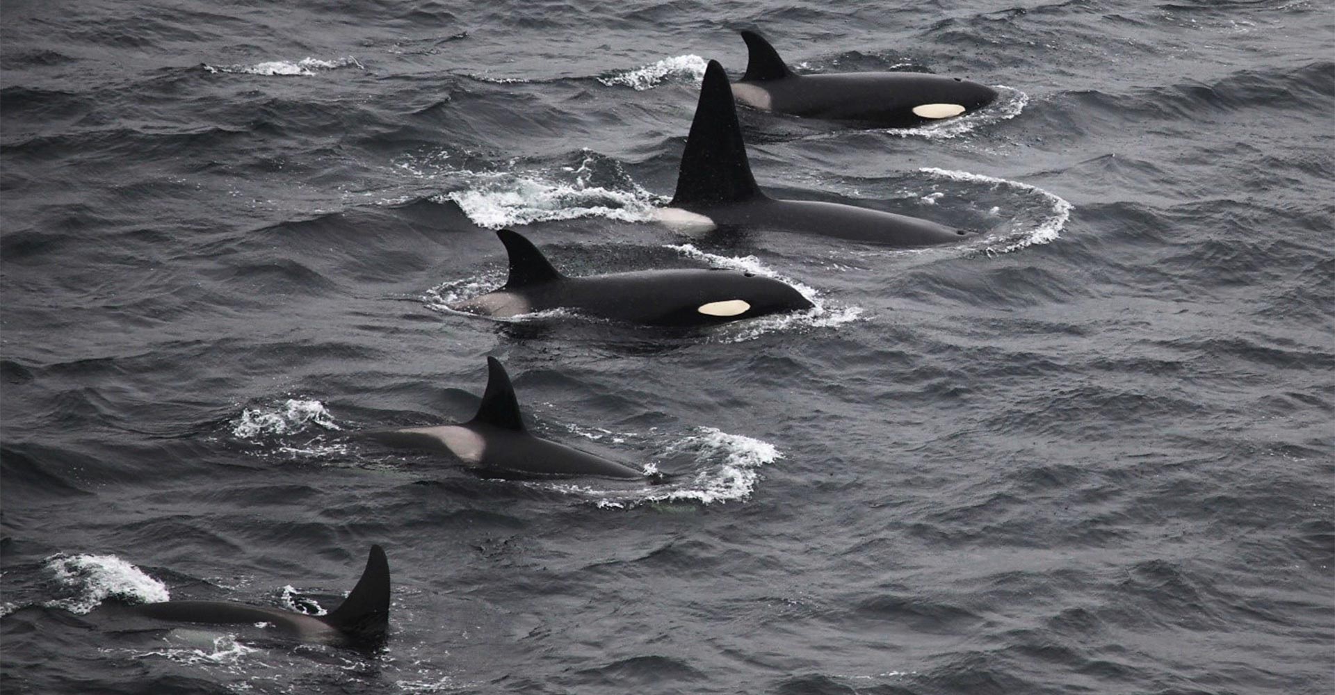 Why Orcas Need Your Help This May - Killer Whales - UK - Sea Watch Foundation - Conjour Conservation Journal Editorial - Feature