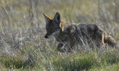 Wildlife Cuts Through The Noise - Jenni Peters Photography - Conjour Wildlife Photography Feature - Coyote - Feature
