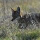 Wildlife Cuts Through The Noise - Jenni Peters Photography - Conjour Wildlife Photography Feature - Coyote - Feature