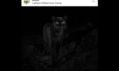 Melanistic Leopard - Will Burrard-Lucas - Conjour Wildlife Photography