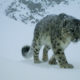 World Environment Day 2017 - Conjour Editorial - Snow Leopard Trust - Feature