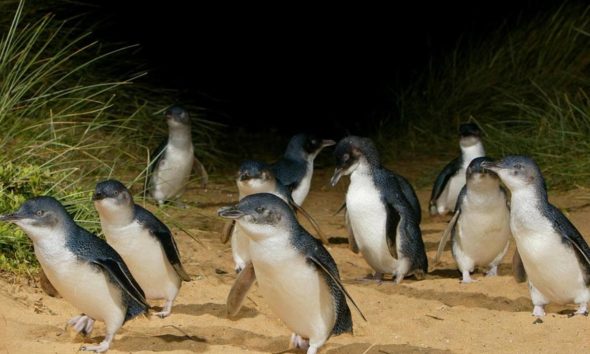 penguin race - sport commentary - australia - phillip island